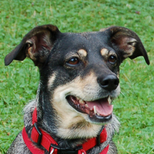 SAYRA, Hund, Mischlingshund in Lauf