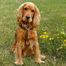 RED OSKAR, Hund, Cocker Spaniel in Lauf