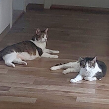 KIRA, Katze, Europäisch Kurzhaar in Lauf