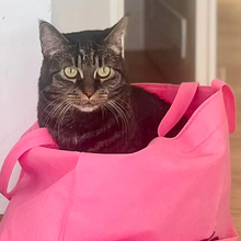 SILA, Katze, Europäisch Kurzhaar in Lauf