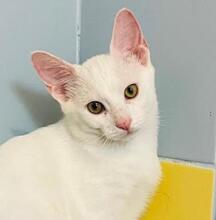 COTTON, Katze, Europäisch Kurzhaar in Bulgarien