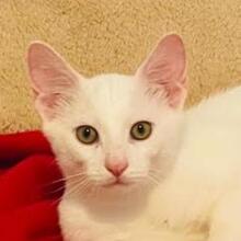 MARSHMALLOW, Katze, Europäisch Kurzhaar in Bulgarien