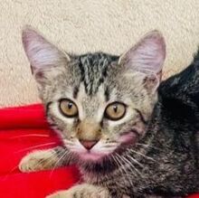 CINNAMON, Katze, Europäisch Kurzhaar in Bulgarien
