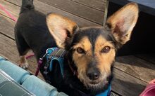 JUICY, Hund, Mischlingshund in Kevelaer