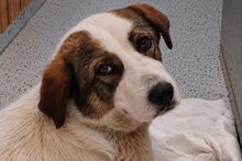CHLOEA, Hund, Mischlingshund in Griechenland