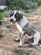 ULISES, Hund, Mastin-Mischling in Spanien
