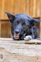 ELLY, Hund, Mischlingshund in Donzdorf