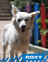 ROXY, Hund, Mischlingshund in Bulgarien