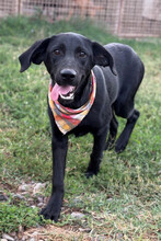 GABY, Hund, Labrador-Mischling in Kroatien
