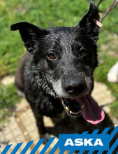 ASKA, Hund, Mischlingshund in Bulgarien