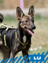 LU, Hund, Mischlingshund in Bulgarien
