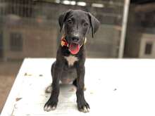 BONNY, Hund, Mischlingshund in Ungarn