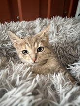 ASPEN, Katze, Europäisch Kurzhaar in Ungarn