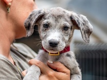 MARI, Hund, Mischlingshund in Ungarn