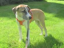 CORA, Hund, Mischlingshund in Meinerzhagen