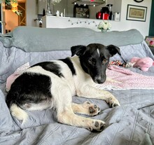 JANGA, Hund, Mischlingshund in Hamburg