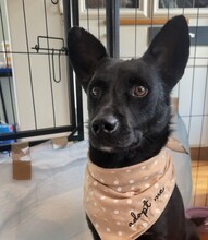 HOOPY, Hund, Mischlingshund in Horst