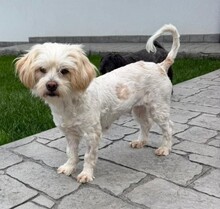 NATASA, Hund, Malteser-Mix in Rumänien