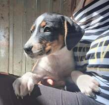 BOGI, Hund, Mischlingshund in Ungarn