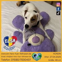 ELSA, Hund, Mischlingshund in Rumänien