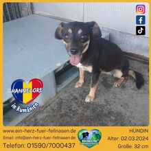HANNELORE, Hund, Mischlingshund in Rumänien
