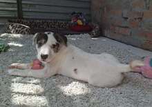 BAMBI, Hund, Mischlingshund in Ungarn
