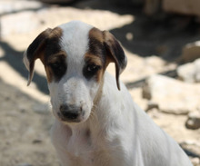 PEPI, Hund, Mischlingshund in Griechenland