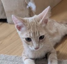 ANASTASIA, Katze, Europäisch Kurzhaar in Bulgarien