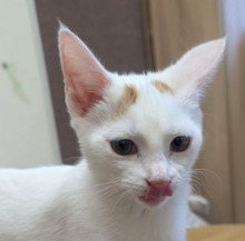 ANGELIC, Katze, Europäisch Kurzhaar in Bulgarien
