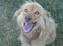 CINNAMON, Hund, Mischlingshund in Rumänien