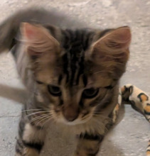 FLORIAN, Katze, Europäisch Kurzhaar in Bulgarien