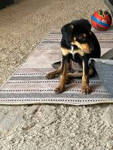 LEA, Hund, Mischling in Griechenland