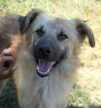 ARMANDO, Hund, Mischlingshund in Rumänien