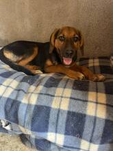 LINA, Hund, Mischling in Griechenland