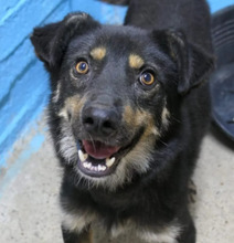 RALPH, Hund, Mischlingshund in Rumänien