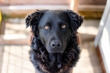 YORU, Hund, Mischlingshund in Rumänien