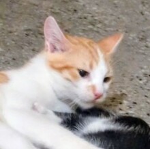 EMANUEL, Katze, Europäisch Kurzhaar in Bulgarien