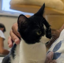 ALISA, Katze, Europäisch Kurzhaar in Bulgarien