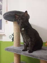 KRÜMEL, Katze, Europäisch Kurzhaar in Grefrath