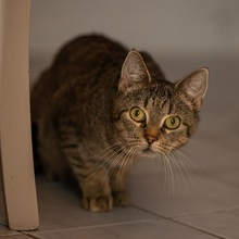 KATJA, Katze, Europäisch Kurzhaar in Weeze