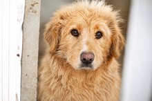 LARA, Hund, Mischlingshund in Rumänien