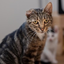 DORIS, Katze, Europäisch Kurzhaar in Weeze