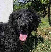 MICO, Hund, Mischlingshund in Slowakische Republik