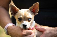 CHIMICHURRI, Hund, Chihuahua in Ungarn