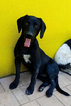 KOVU, Hund, Mischlingshund in Kroatien