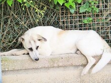 EDDA, Hund, Mischlingshund in Italien - Bild 5