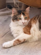 YUZUKI, Katze, Hauskatze in Zypern