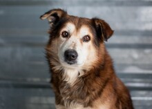 ELIO, Hund, Mischlingshund in Rumänien
