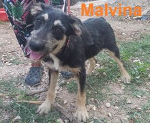 MALVINA, Hund, Mischlingshund in Griechenland