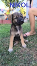 NIKOL, Hund, Mischlingshund in Bulgarien